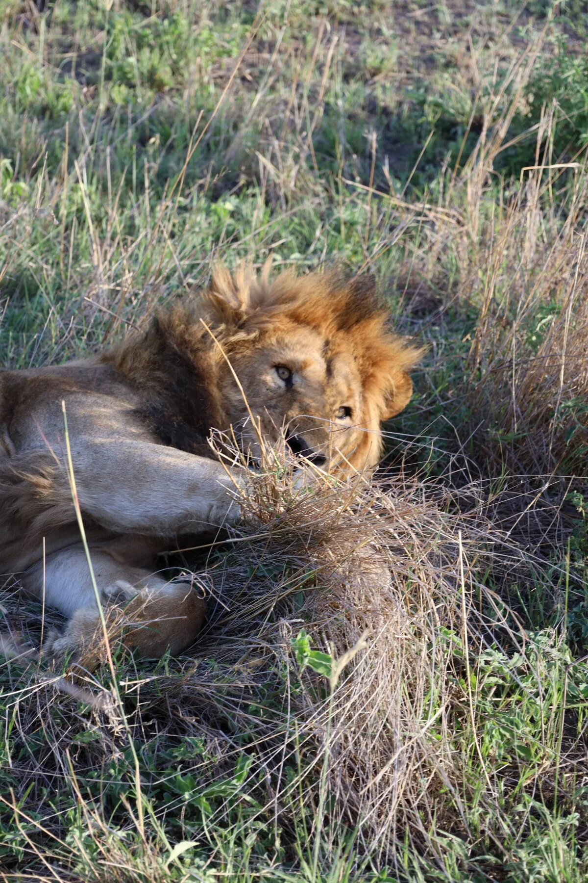 A male lion resting in the grass
