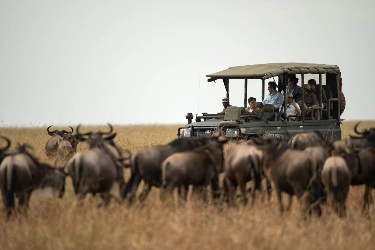 A safari vehicle among a herd of wildebeest