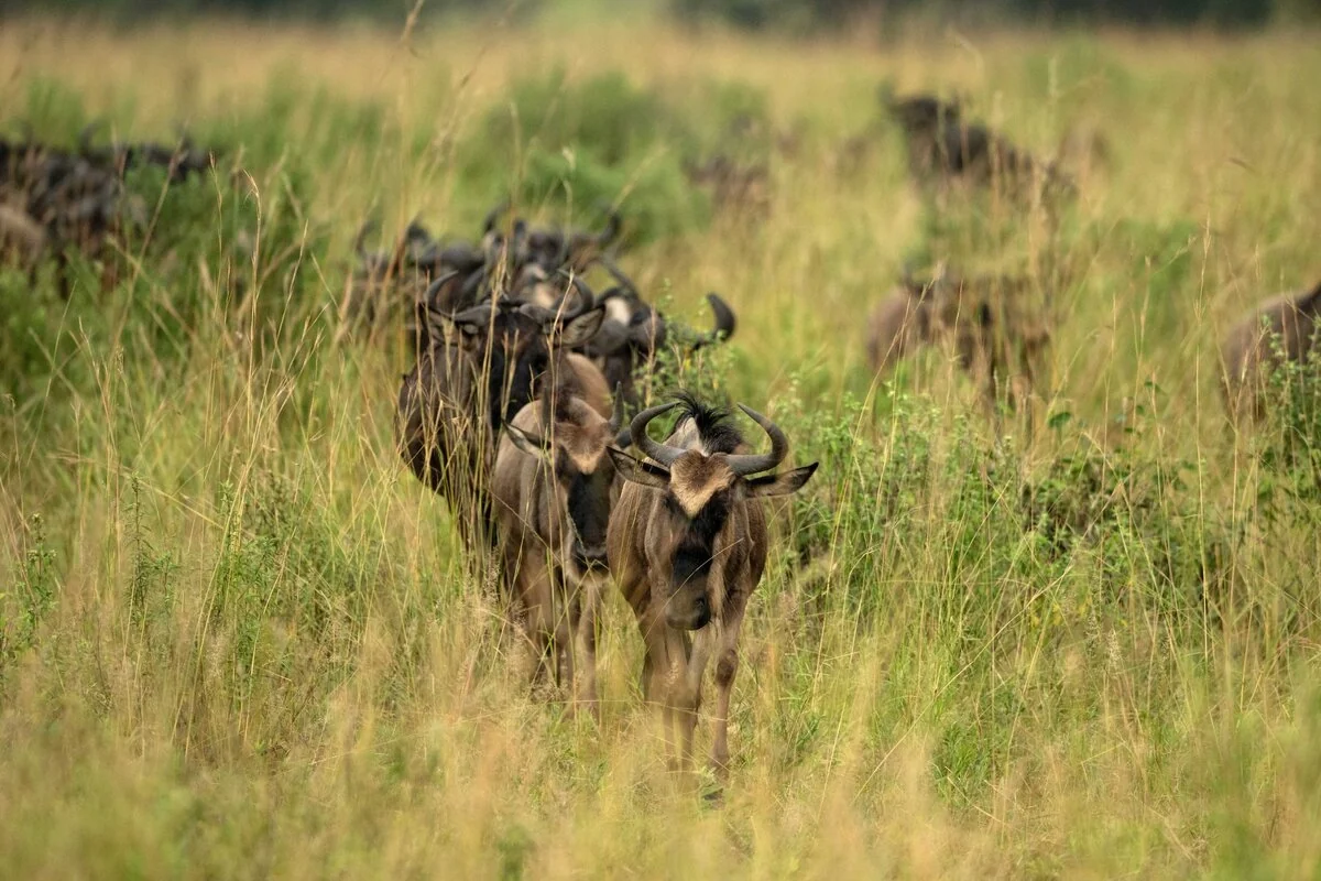 Wildebeest moving through the long grass