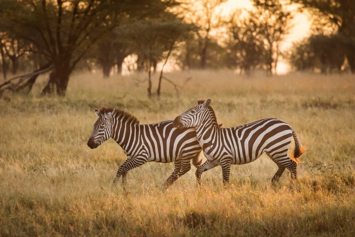 Zebra on the plains in the evening light