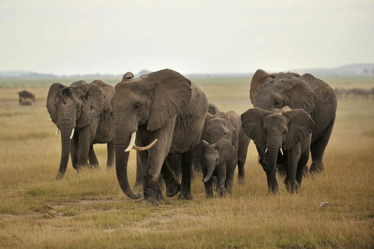 A family herd of elephant walking across the plains