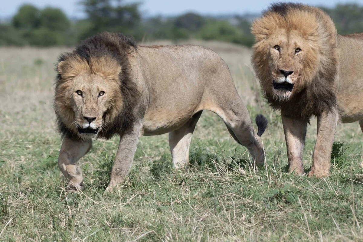 Two male lion walking through the grass