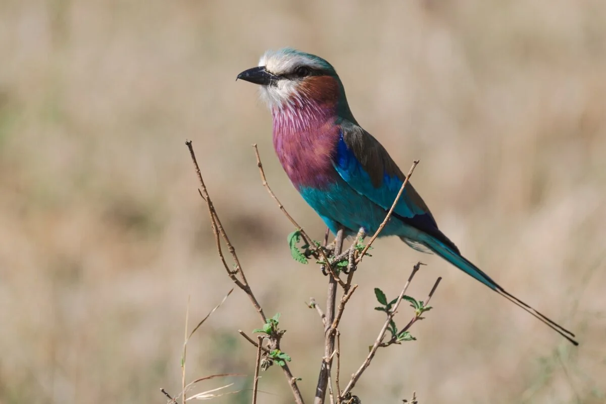 A lilac-breasted roller on a branch