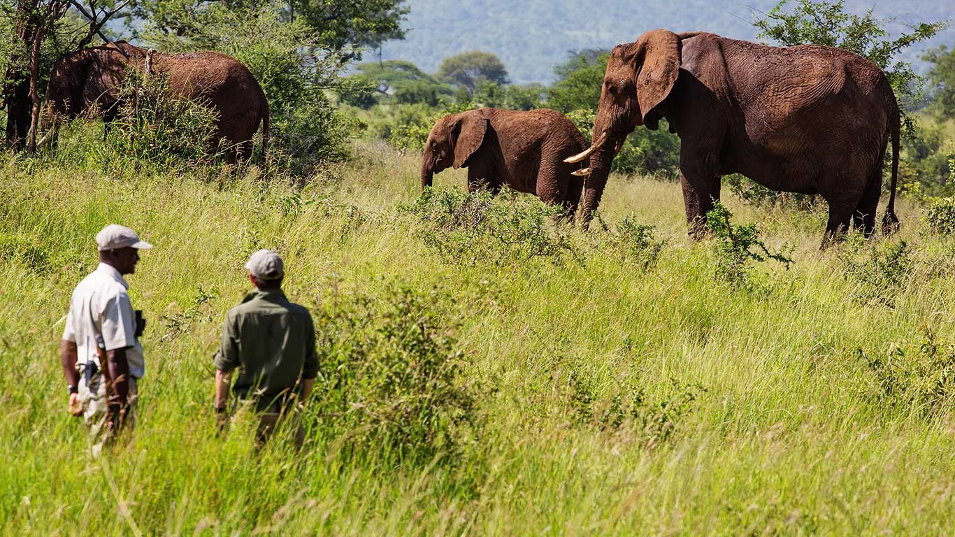 Two guides watching elephant on a walking safari