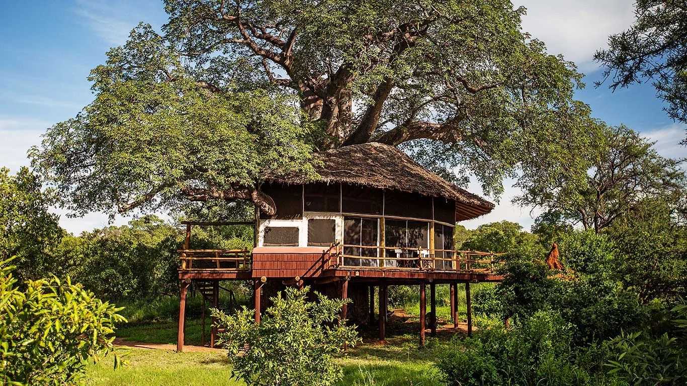 A treehouse room built around a baobab