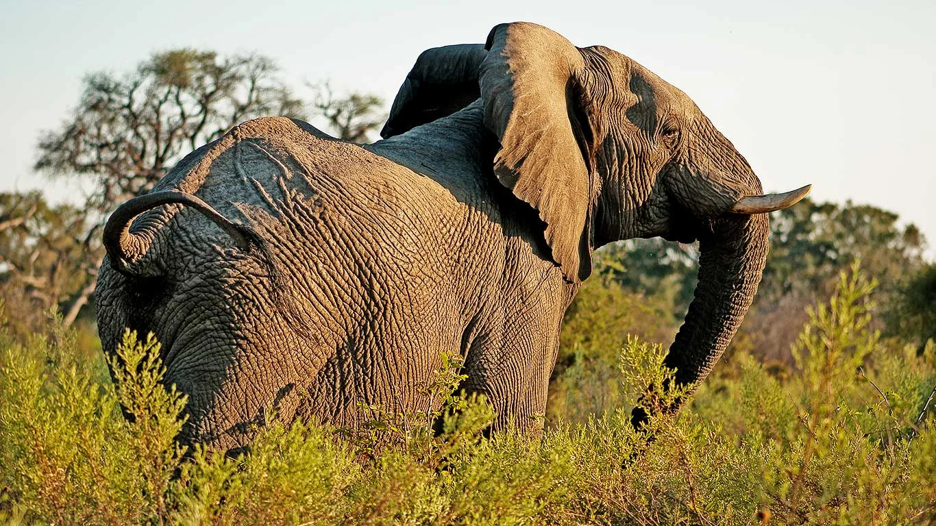 An elephant bull in the woodland