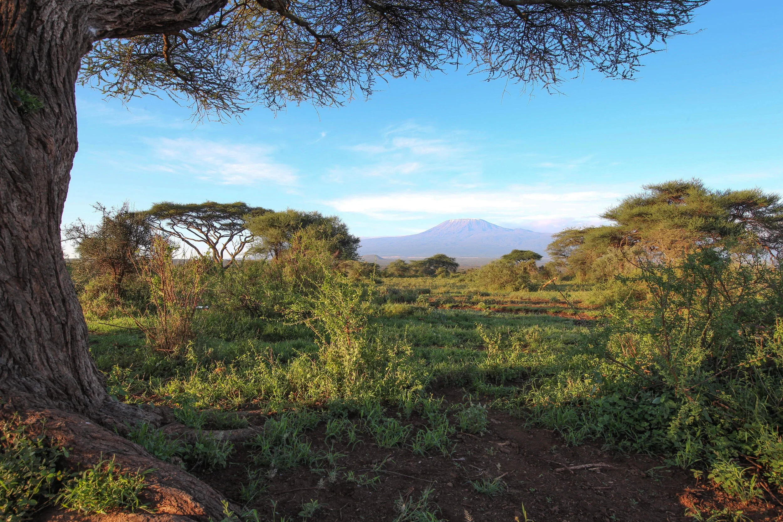 Kilimanjaro seen from under an acacia