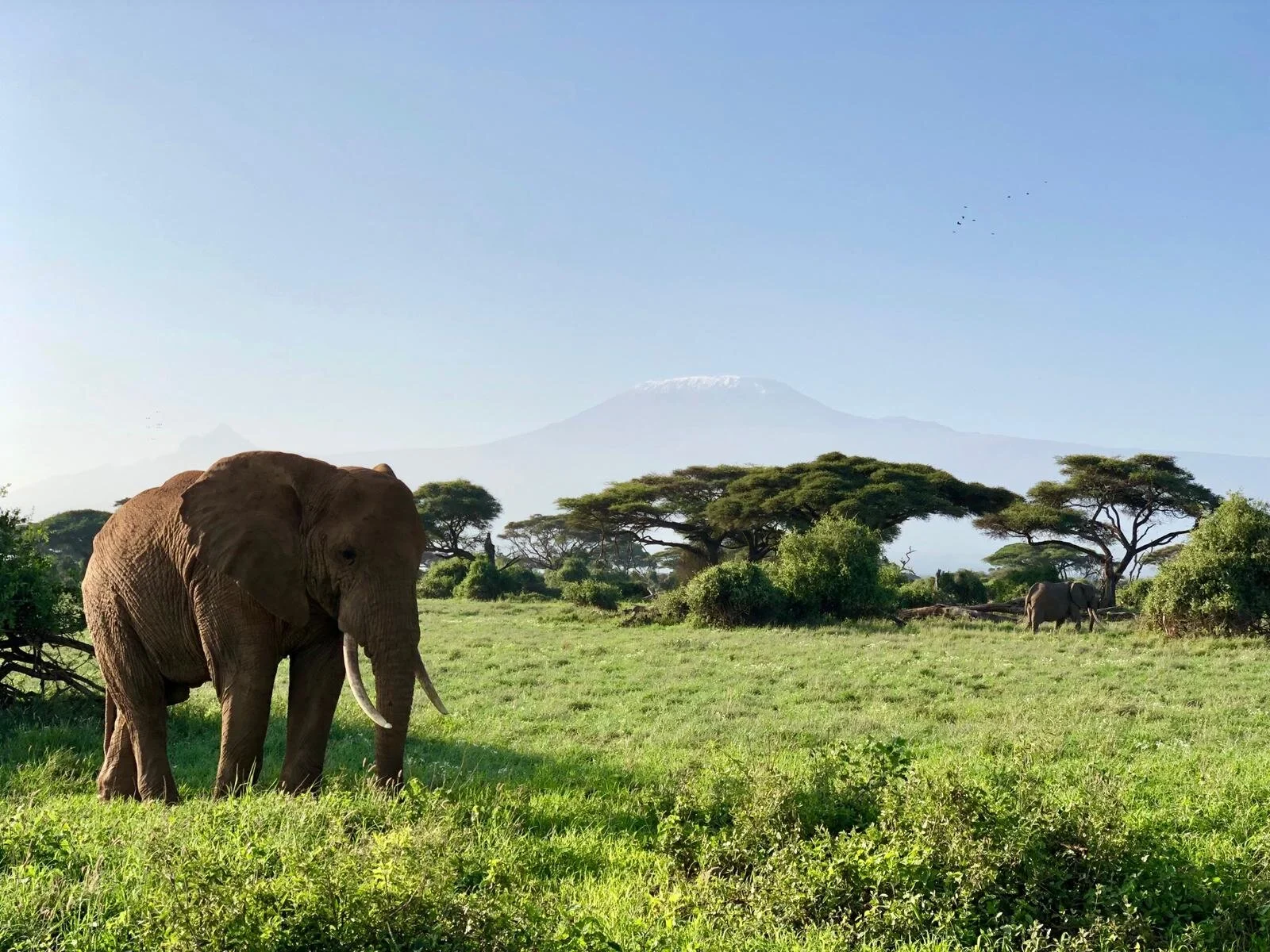 An elephant with Kilimanjaro behind