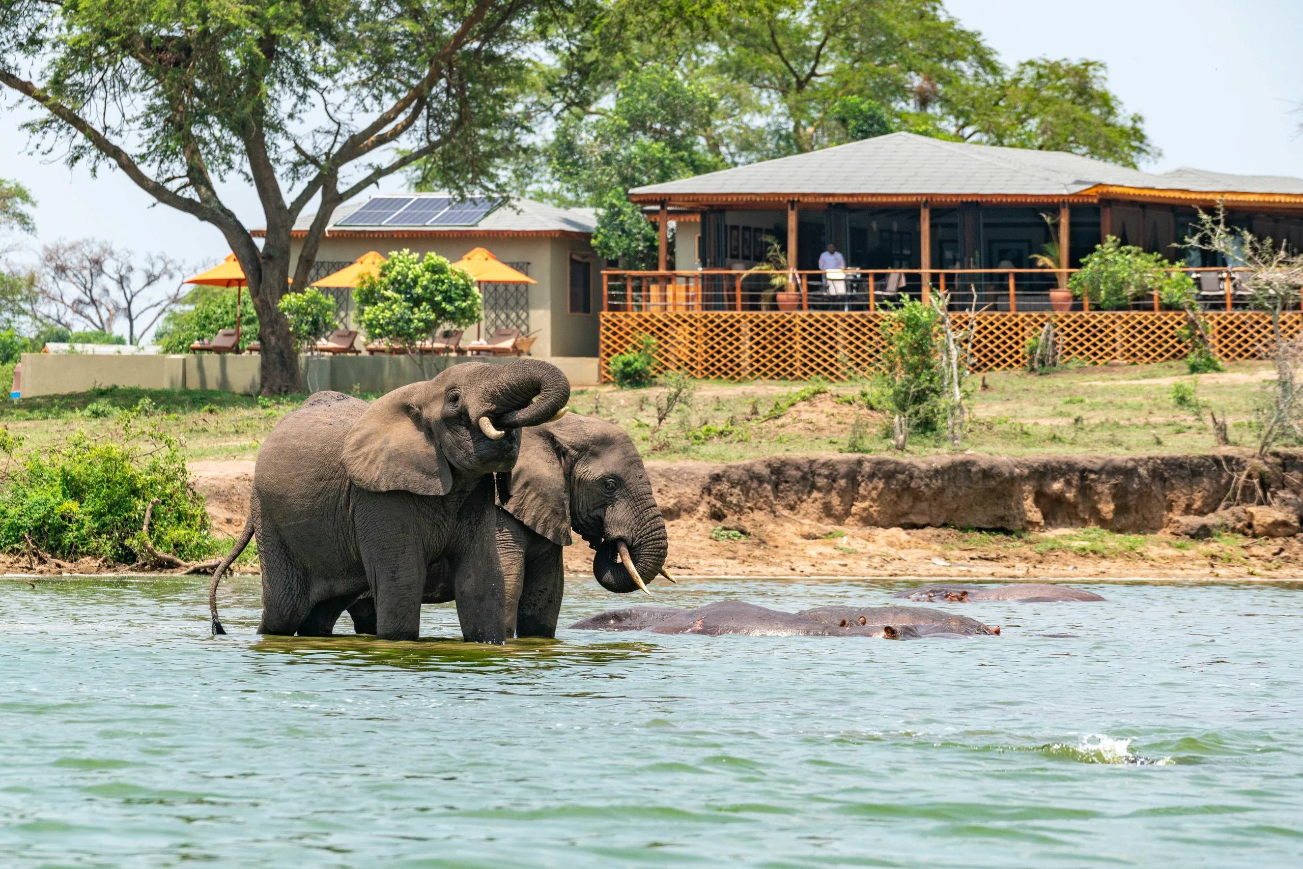 An elephant in the river below the lodge