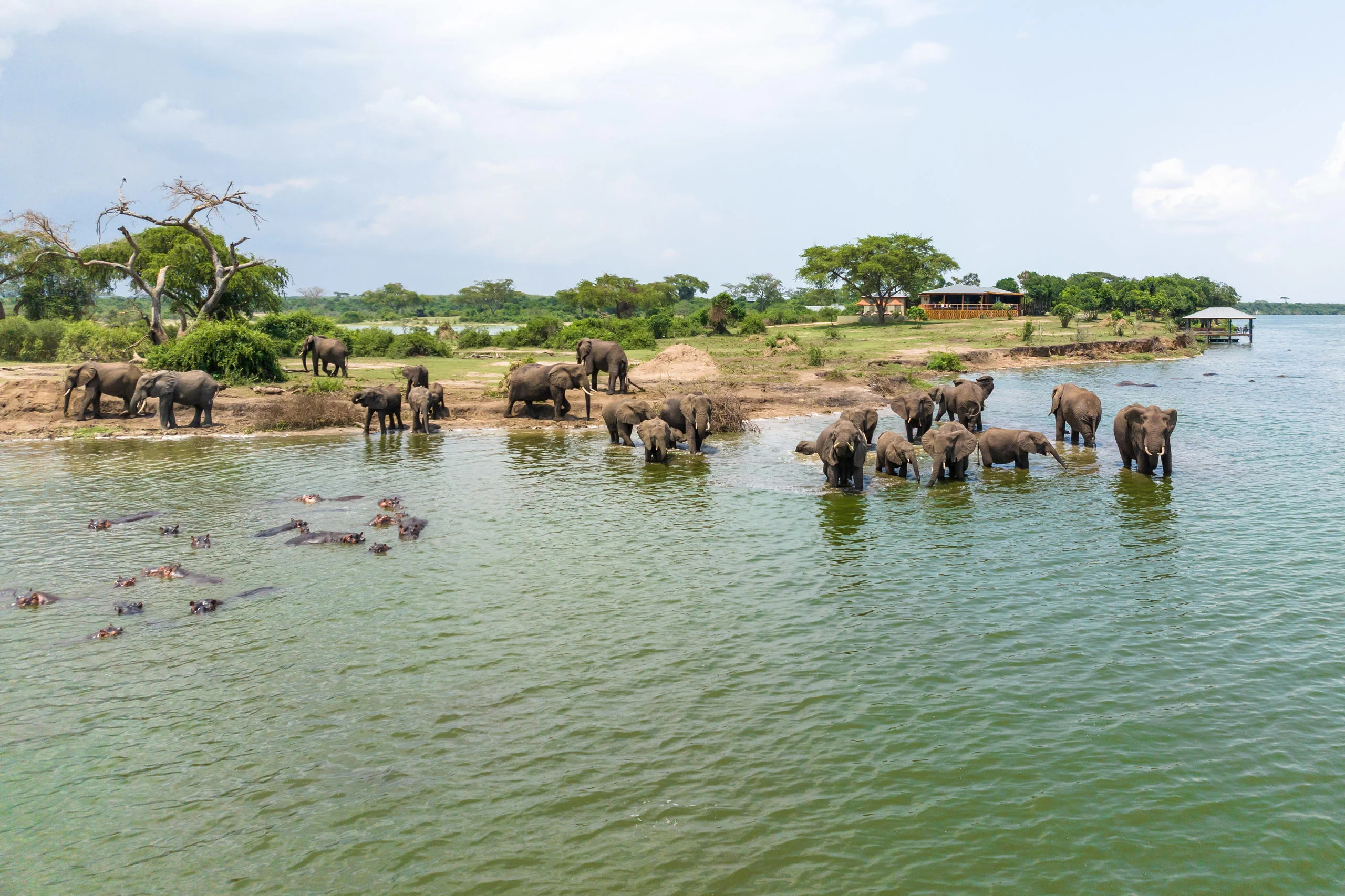 A herd of elephant crossing the shallows