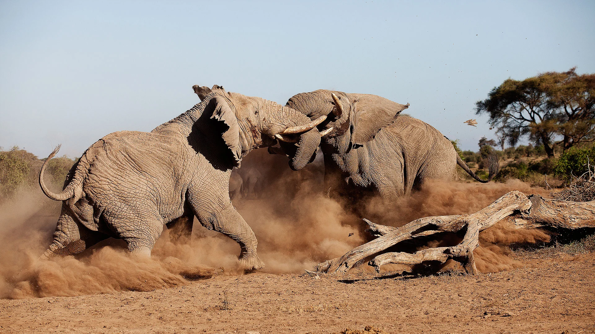 Elephants dust bathing