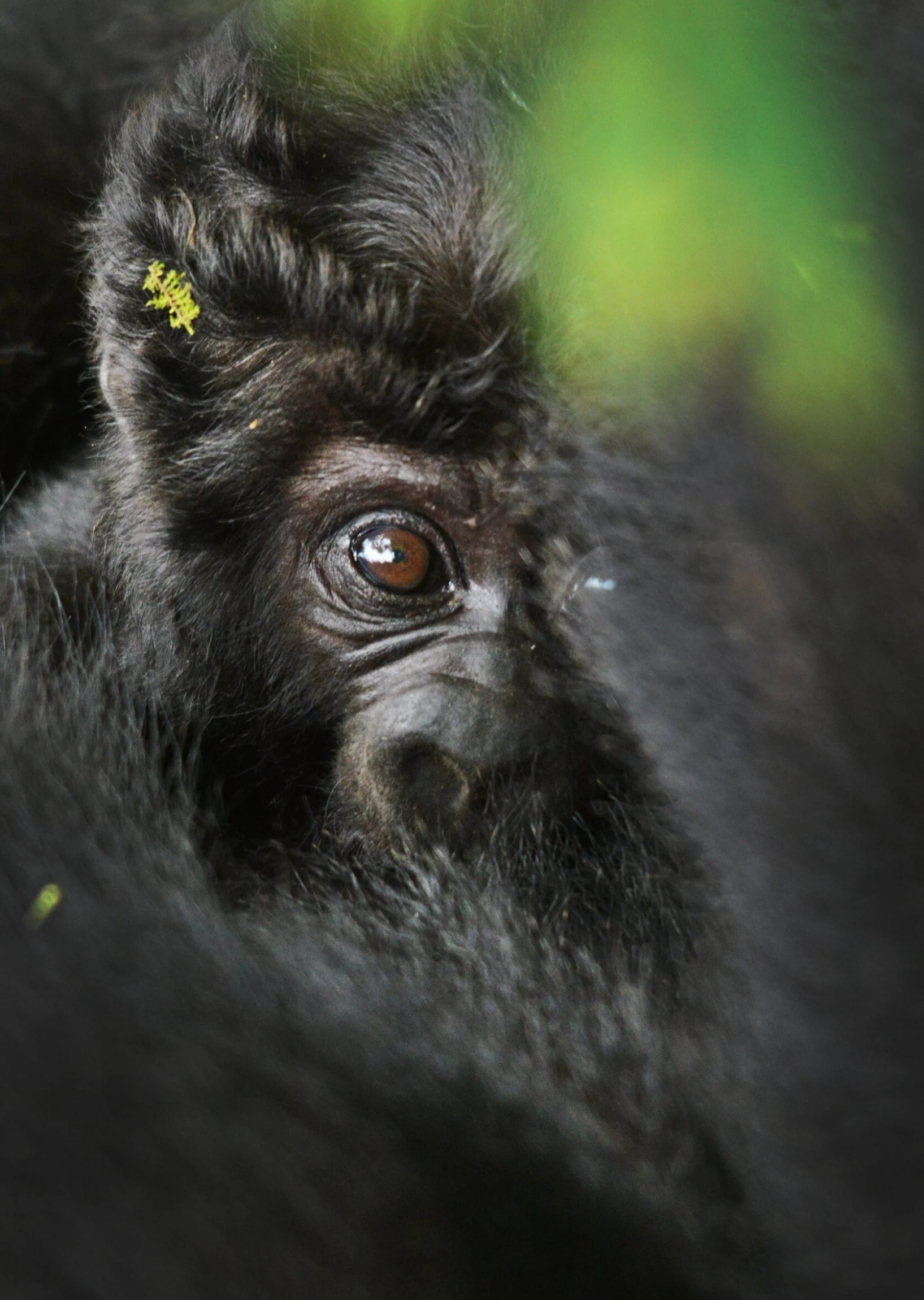 A mountain gorilla's eye, seen through the leaves