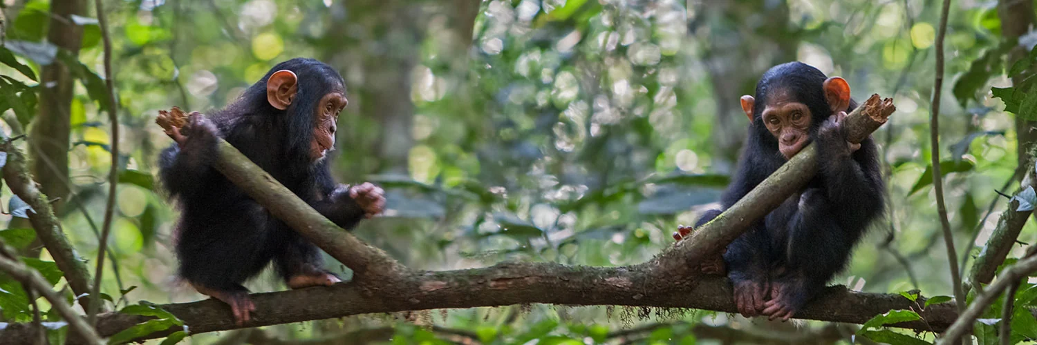 Two chimpanzees on a branch