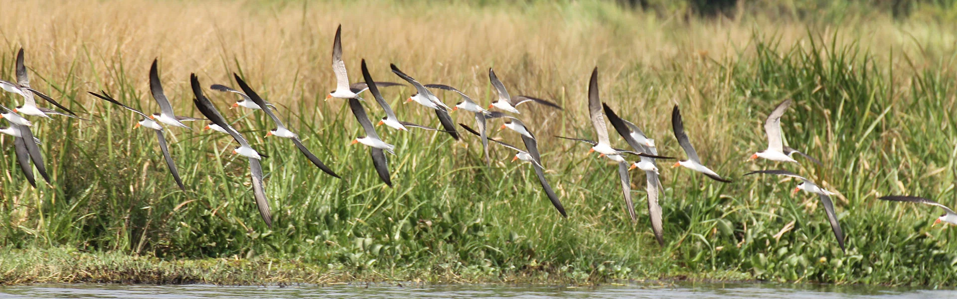 Birds taking flight over the marsh