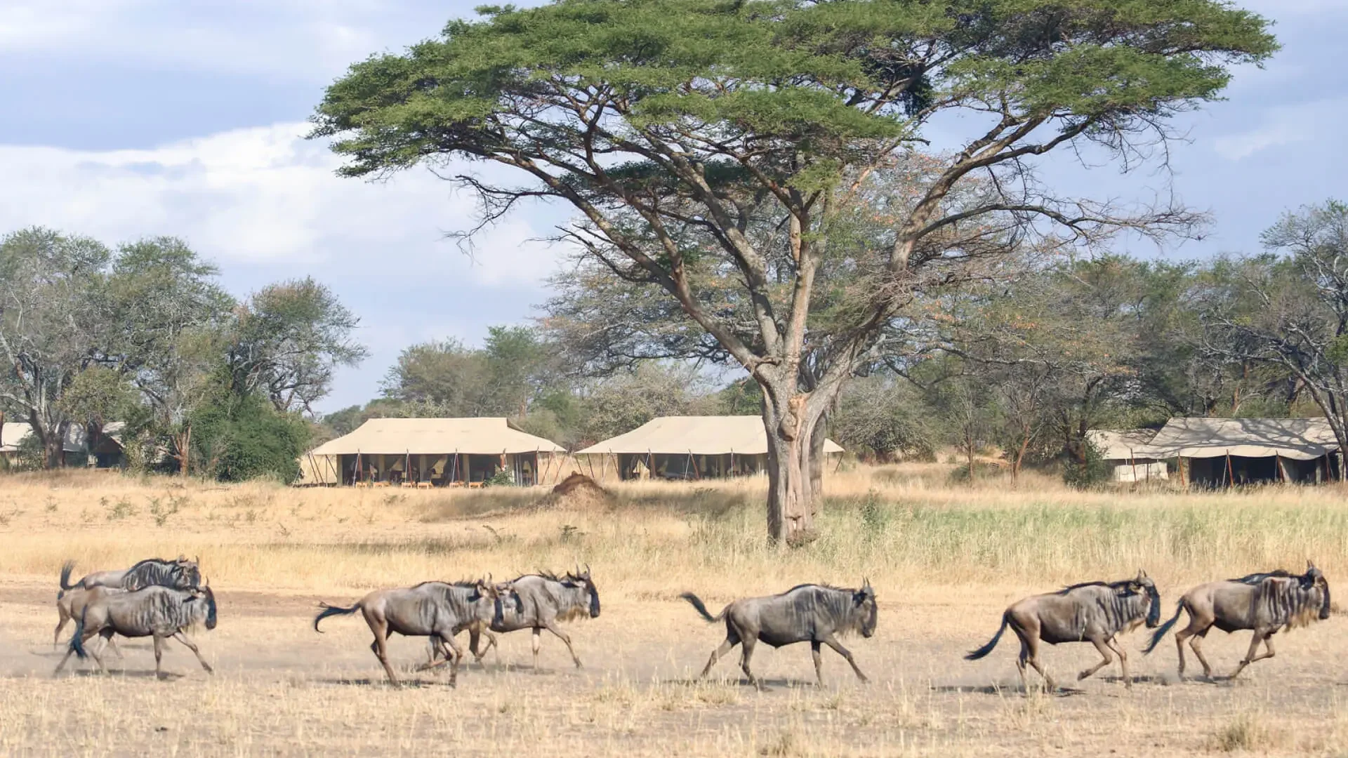Wildebeest passing in front of the camp