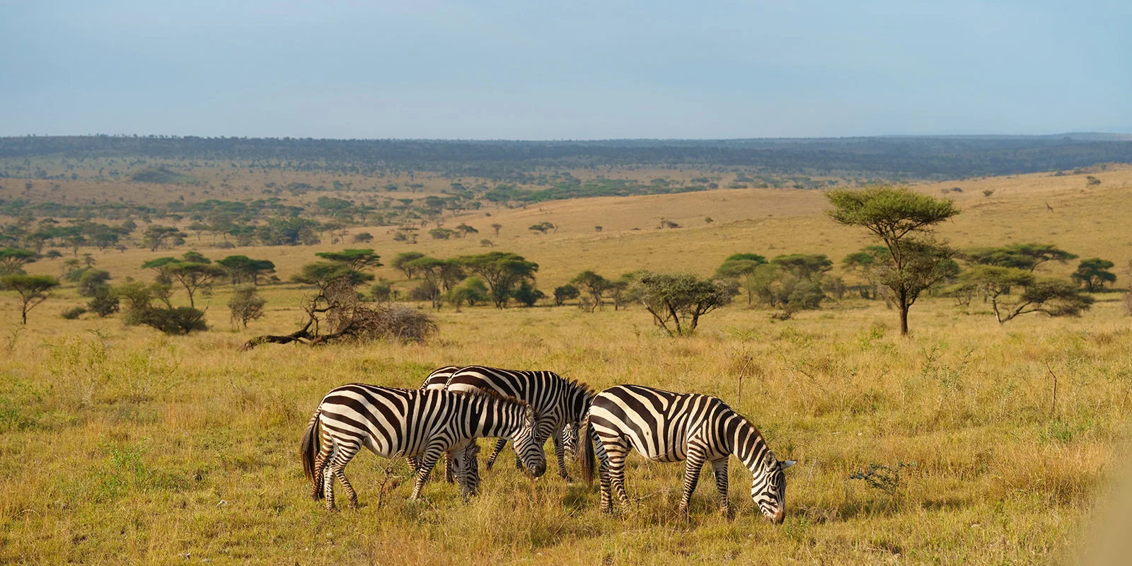 Zebra grazing on the plains