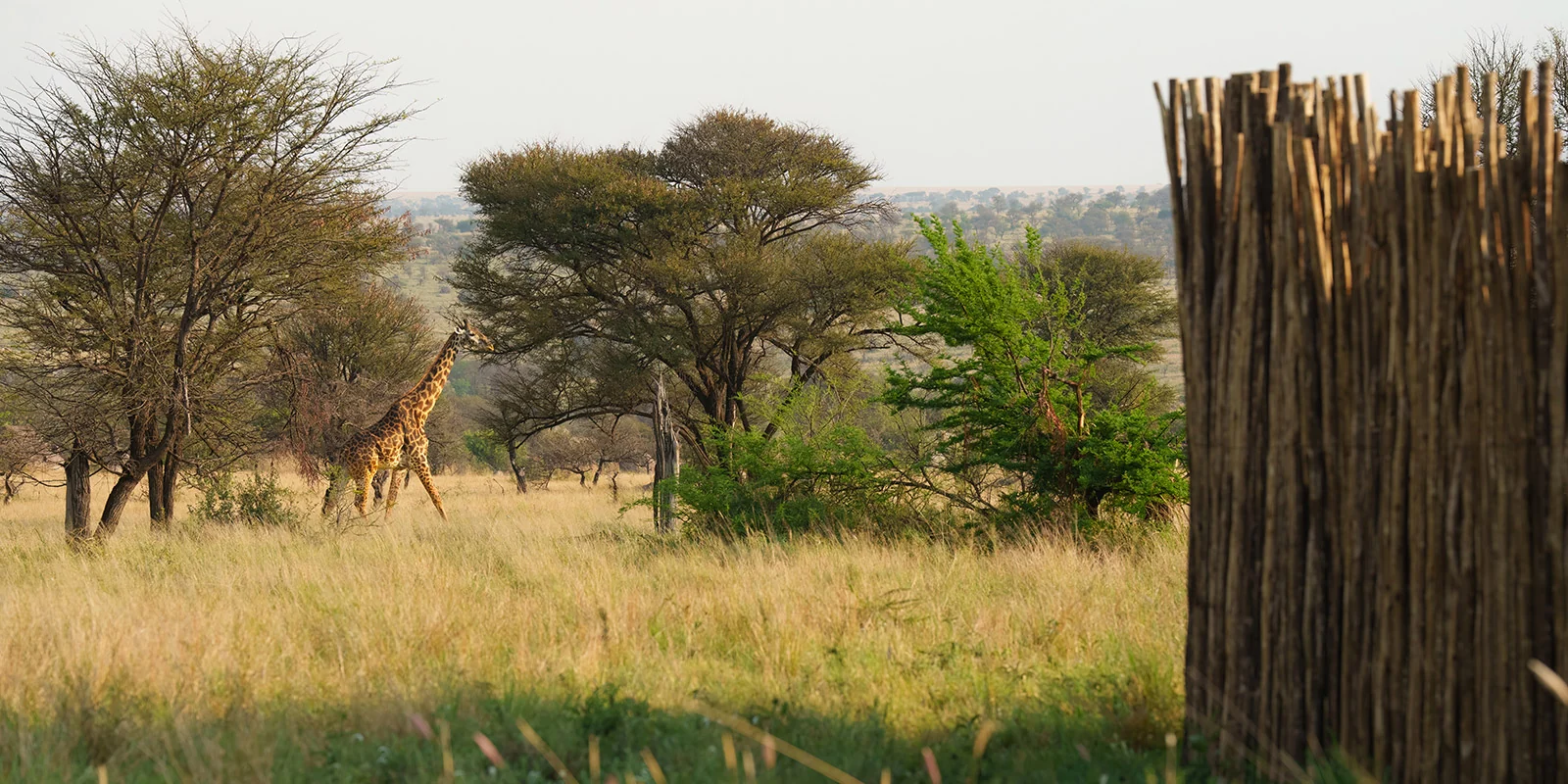 Giraffe seen from the timber-screened deck