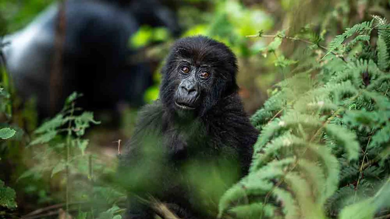 A young mountain gorilla among the ferns