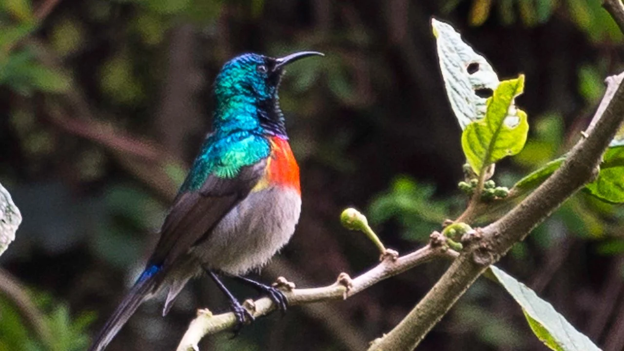 A sunbird on a branch