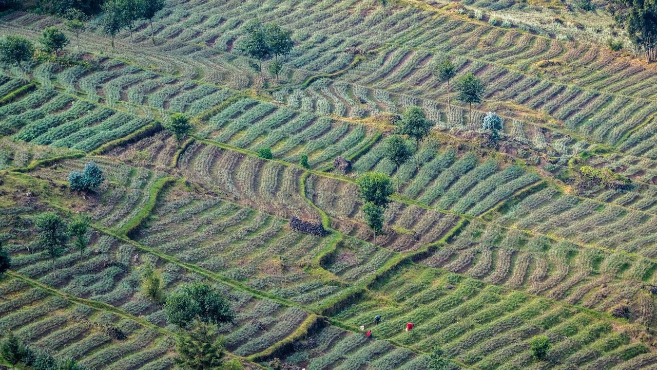 Terraced fields below the lodge