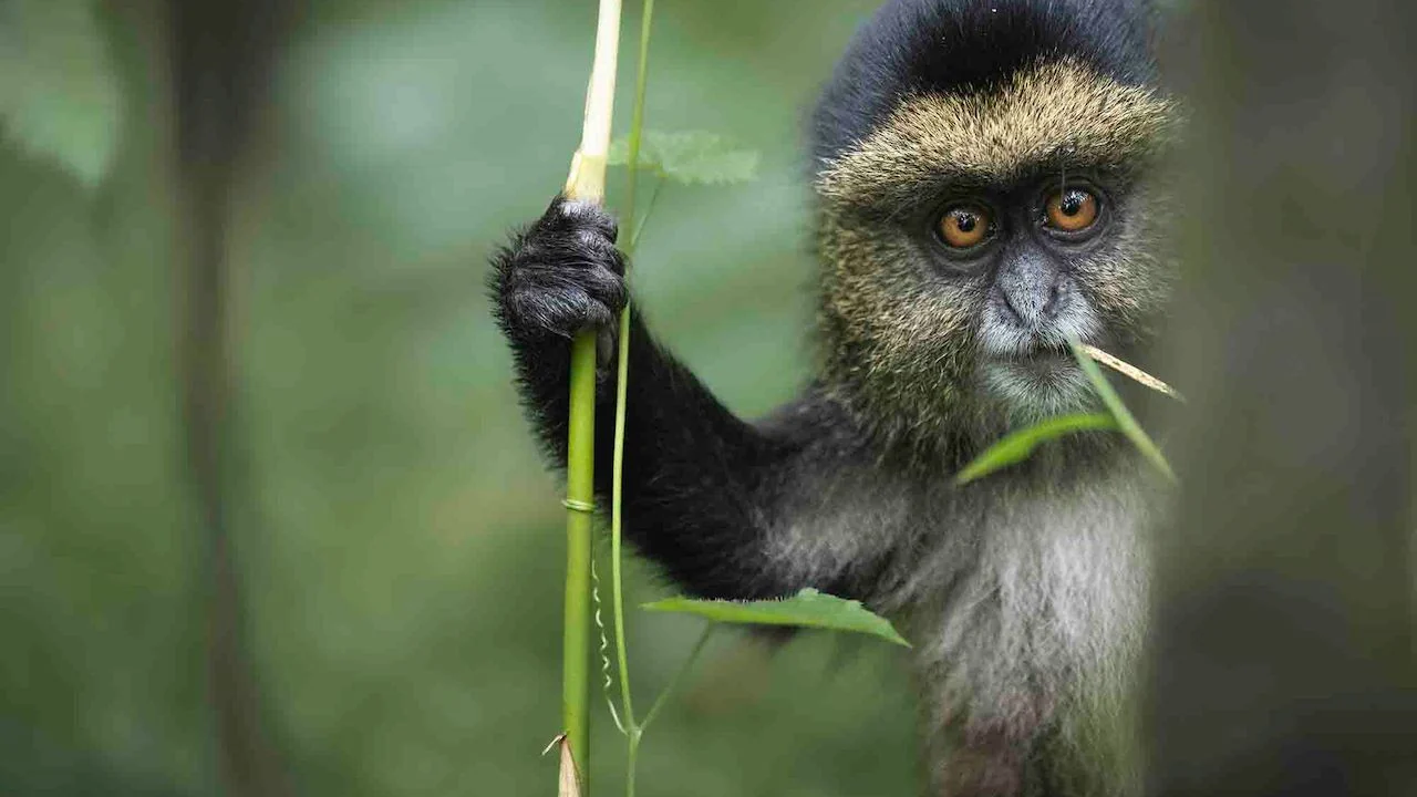 A golden monkey holding a bamboo stem