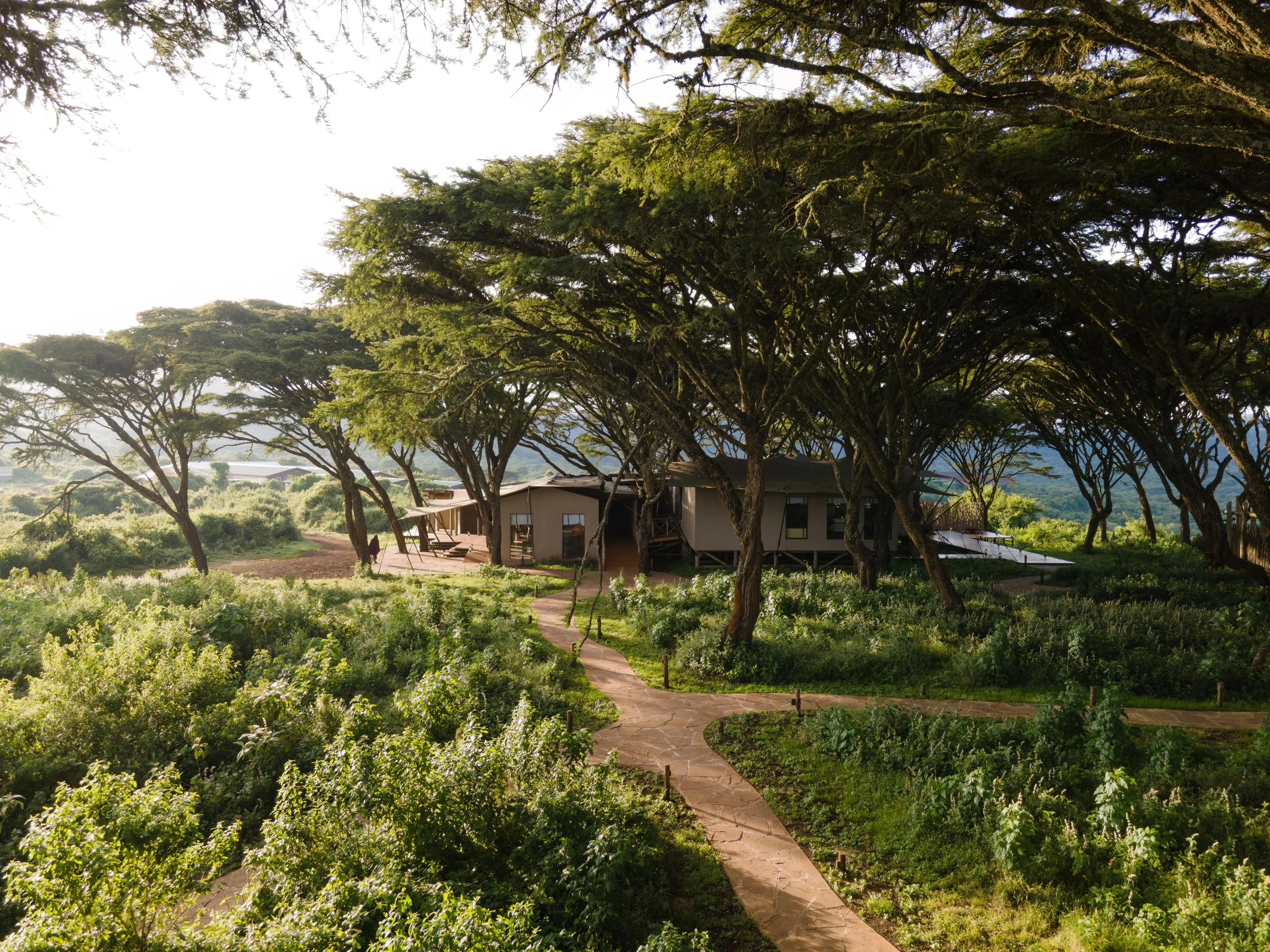 A suite beneath the acacias