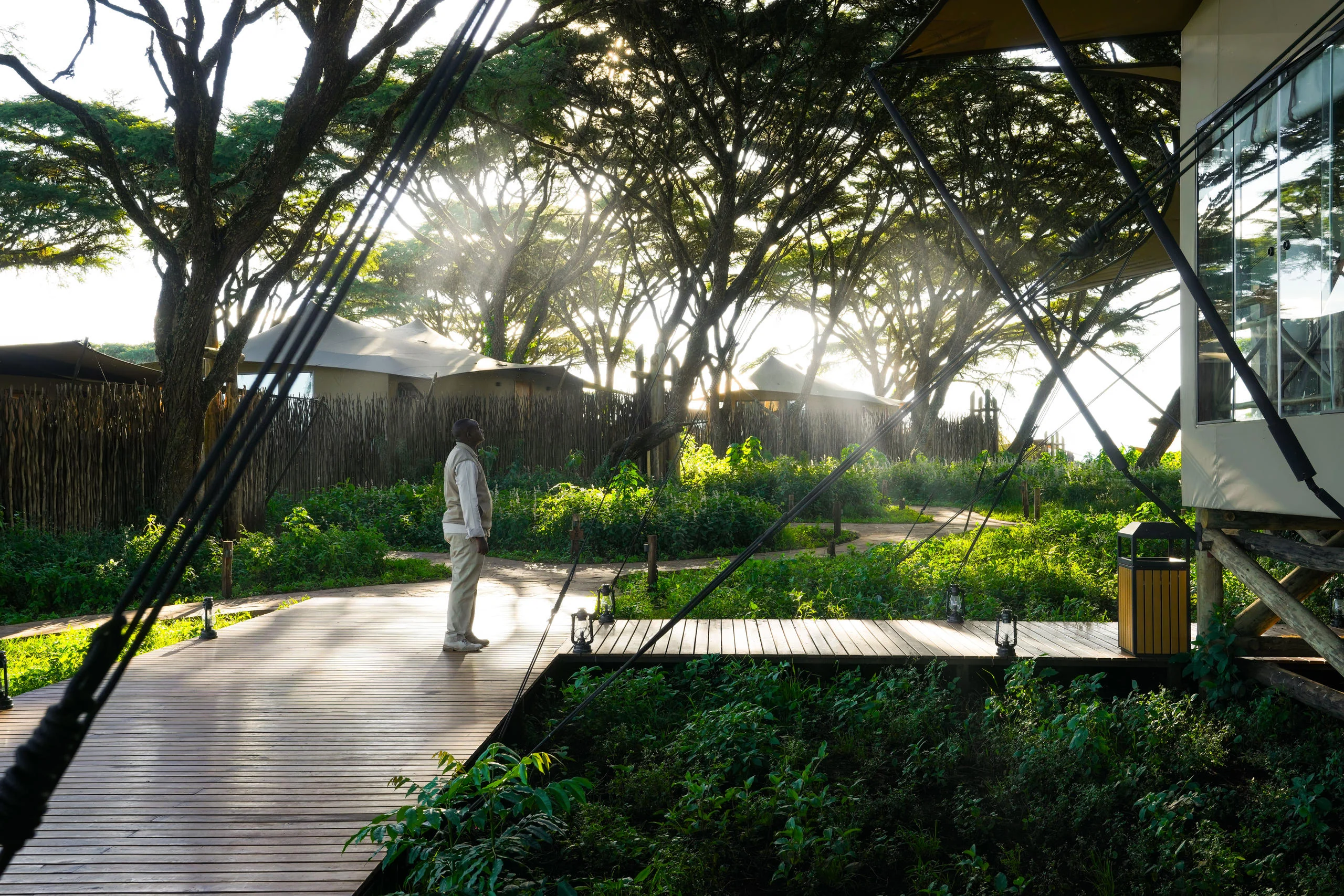 A member of staff on the walkway beneath the acacias