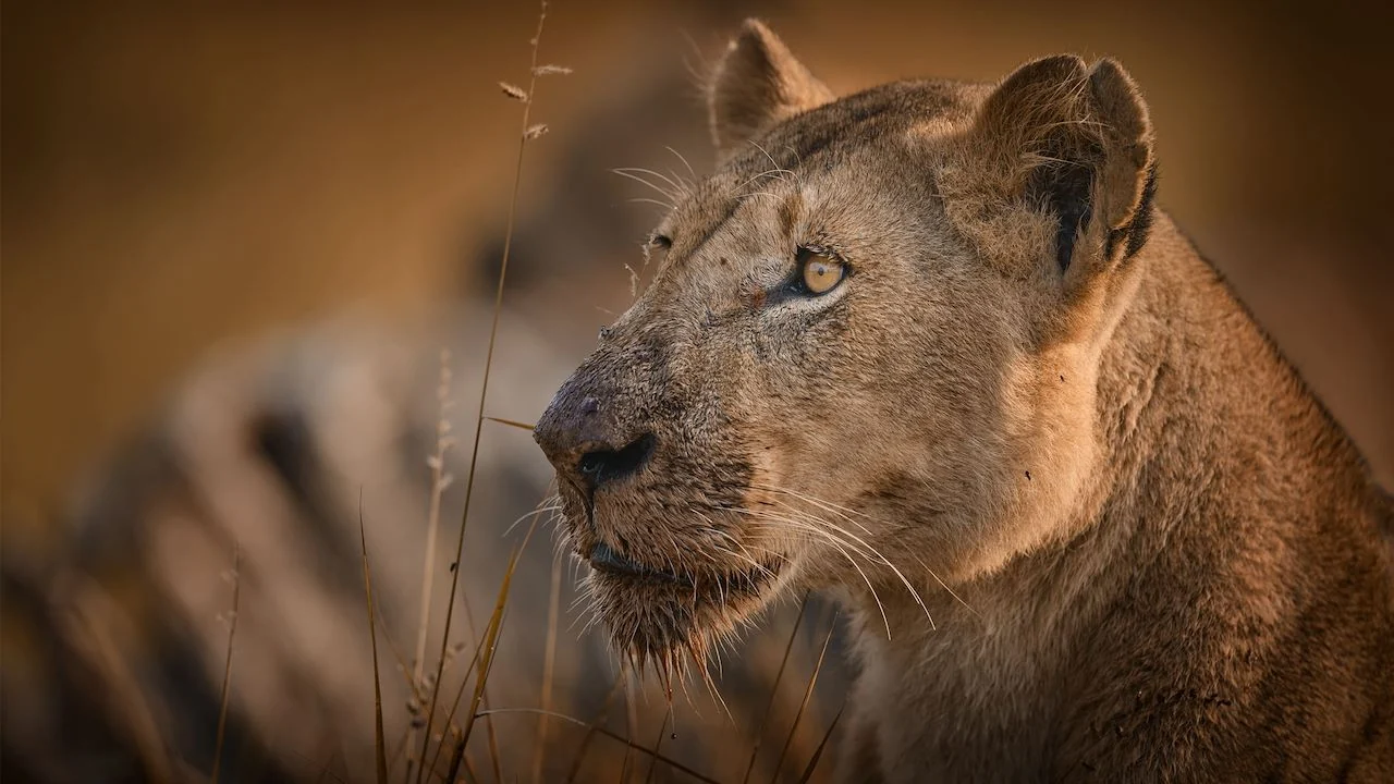 A lioness in evening light