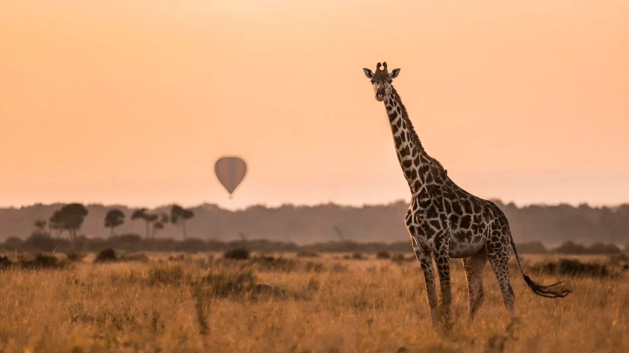 A giraffe on the plains with a balloon beyond