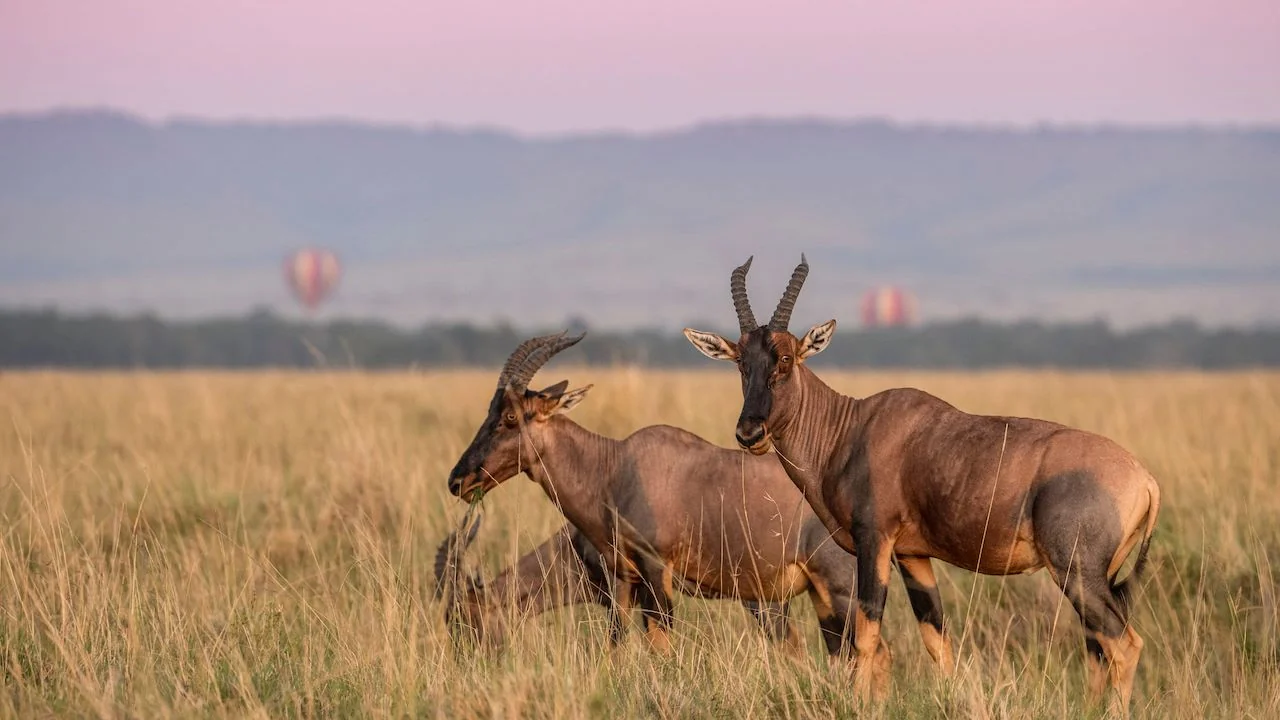 Two topi on the plains with balloons in the distance