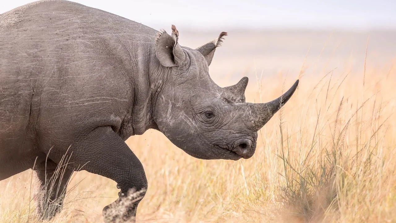 A black rhino in the grass