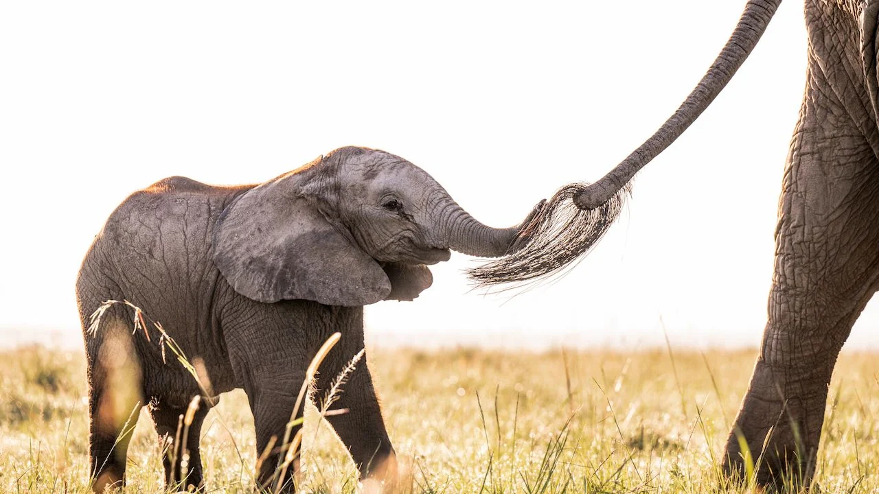 An elephant calf holding its mother's tail