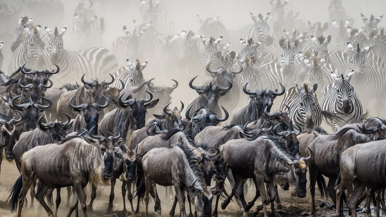 Wildebeest and zebra on the move