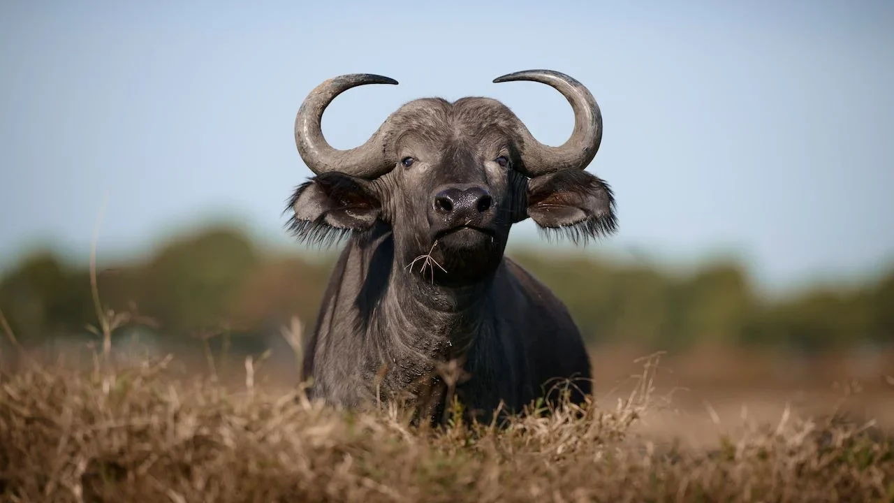 A buffalo in the grass