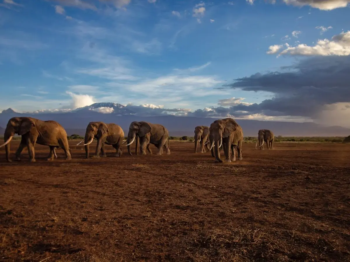 Tawi Lodge, selected for its setting and access to Amboseli National Park.