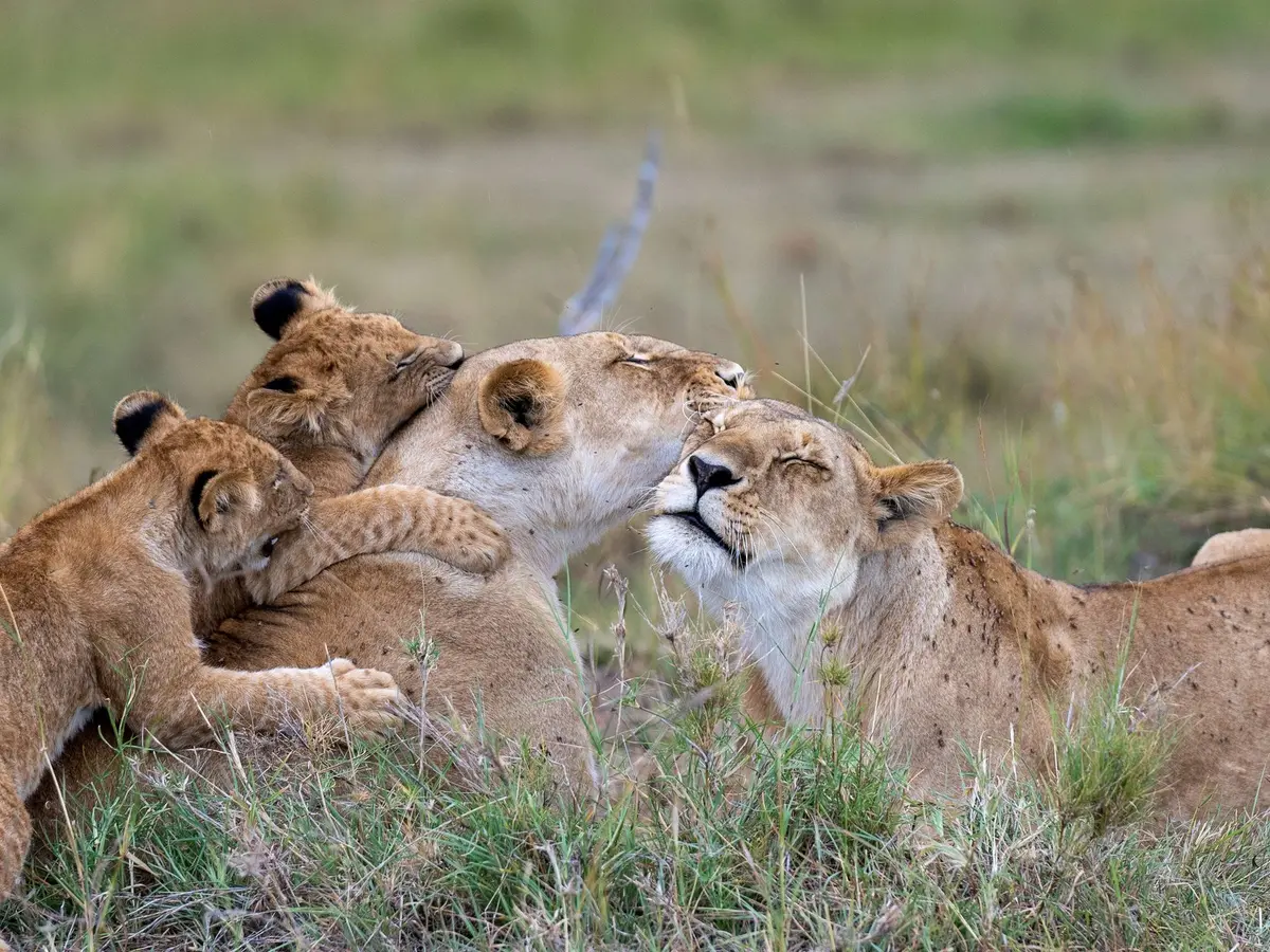 Olare Mara Kempinski, selected for its setting and access to Maasai Mara.