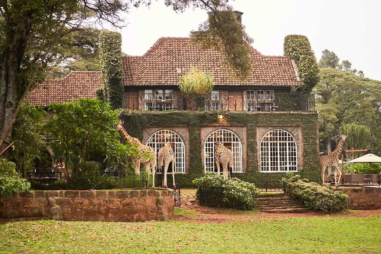Four giraffe at the arched windows of Giraffe Manor, seen across the lawn