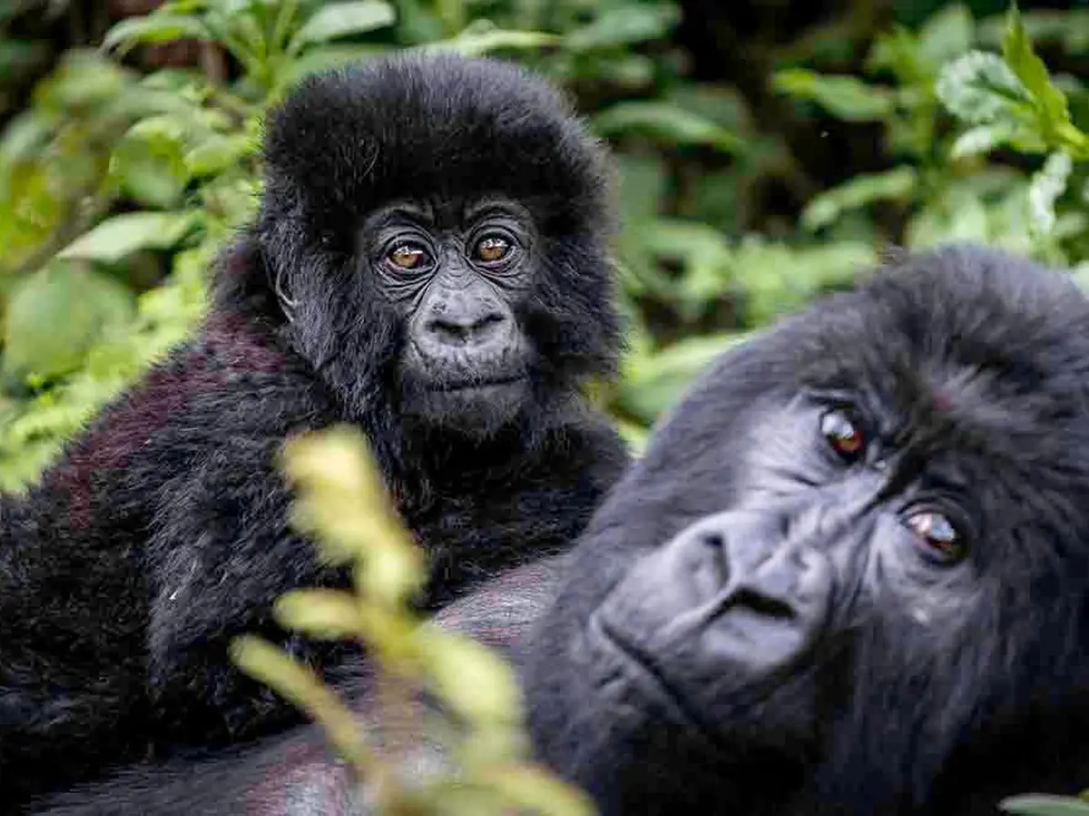 Bisate Lodge (Wilderness), selected for its setting and access to Volcanoes National Park.