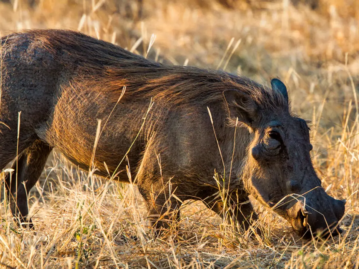 Mwagusi Safari Camp, selected for its setting and access to Ruaha National Park.