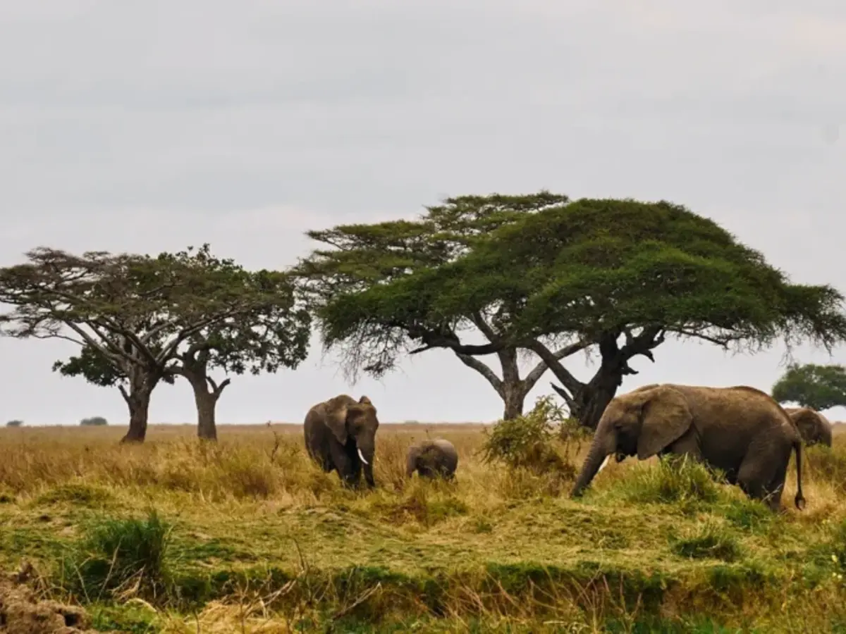 Neptune Serengeti, selected for its setting and access to Serengeti National Park.