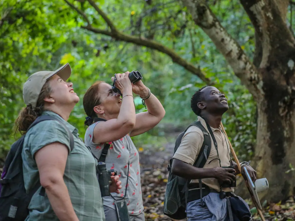 Travellers and a forest guide looking into the canopy in Uganda's Kibale Forest