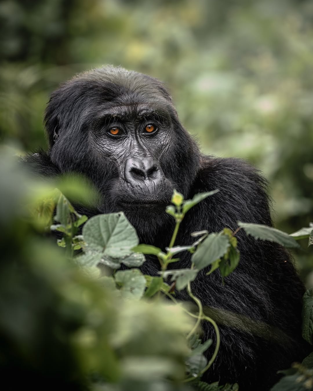 Rwanda safari landscape