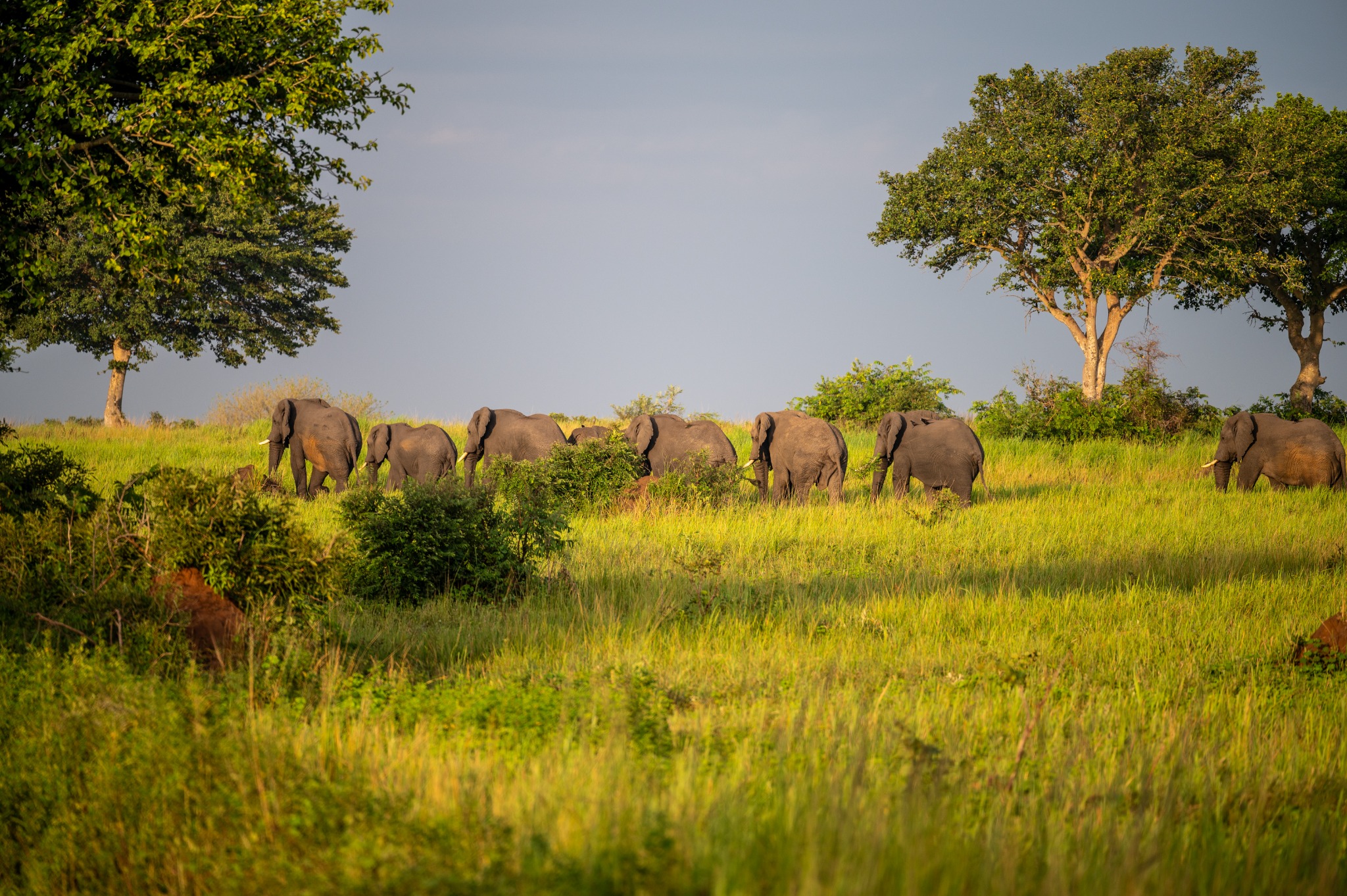 Uganda safari landscape